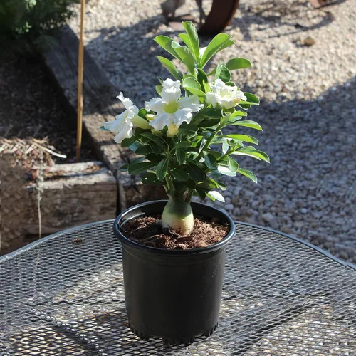 Vista 8 de Planta de rosa roja del desierto viva suculenta, maceta de cultivo de 1 galón, planta de rosa del desierto de Adenium, plantas de interior vivas