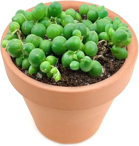 Vista 3 de String of Pearls Senecio Rowleyanus (maceta de plástico de 2 pulgadas) – La mejor planta de interior para decoración de hogar y oficina