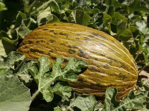 Vista 8 de 50 PIEL de SAPO Melón Santa Claus Navidad Melón Verde Amarillo Cucumis Melo Semillas Frutas