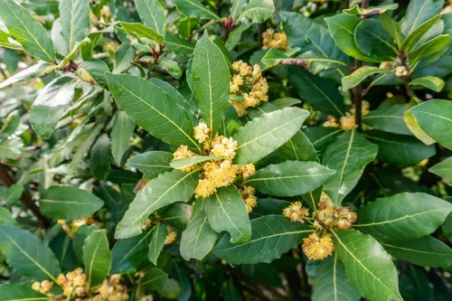 Vista 2 de Laurel - Árbol de hoja de laurel Laurus Nobilis de 10 pulgadas de altura, adornos para interiores y exteriores, plantas perennes, cultivo de jardín