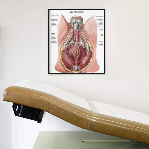 Vista 2 de Posterazzi PSTSTK700823H - Póster de suelo pélvico de hombre humano, 15 x 13