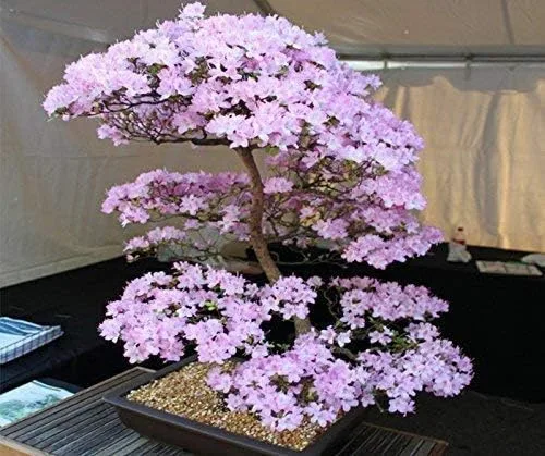 Vista 4 de 10 semillas japonesas de bonsái de flor de cerezo - Semillas de bonsái Sakura en flor
