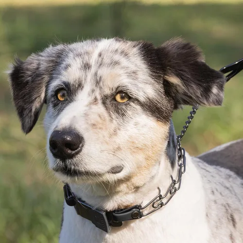 Vista 6 de Collar para Perro Herm Sprenger de Acero Inoxidable Negro con Hebilla de Liberación Rápida ClicLock y Inserción de Biothane Collar de Entrenamiento