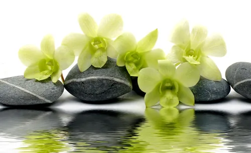 Vista 2 de Miami Fresh Orchid Flower OrchidClub USA Sunne Tropical Loose Bloom Head DIY Lei Food Drink Decor GREEN (50 verde manzana)