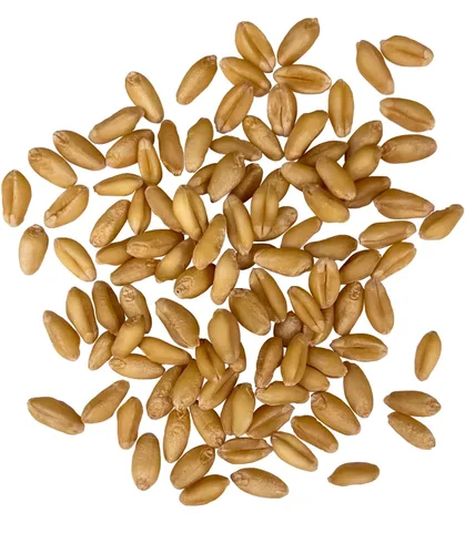 Vista 2 de Palouse Brand Granos de Trigo Blanco Suave Certificados Sin Residuos de Glifosato 1 LB Cultivado por Familias en el Estado de Washington 100%
