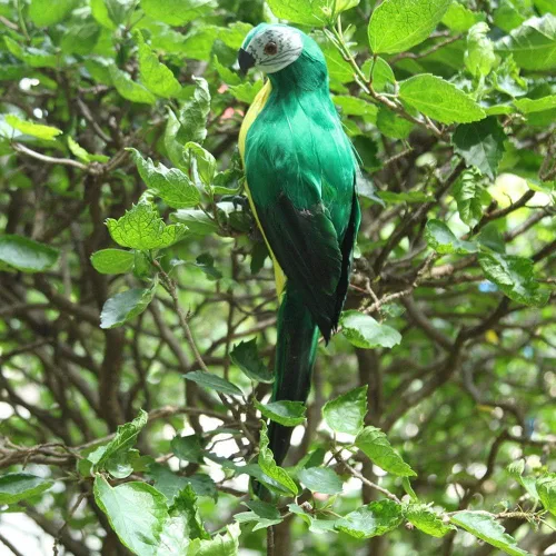Vista 9 de LWINGFLYER Loro Artificial Verde de Tamaño Real con Plumas de Espuma, Pájaros Guacamayo para Decoración de Disfraces, Ornamento de Hombro