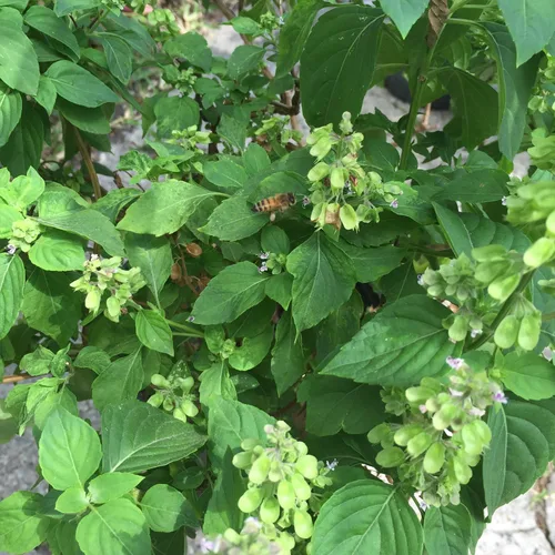 Vista 4 de Semillas de albahaca peruana (Ocimum micranthum) Más de 20 semillas en cápsulas de semillas congeladas - Plante semillas ahora o almacenamiento