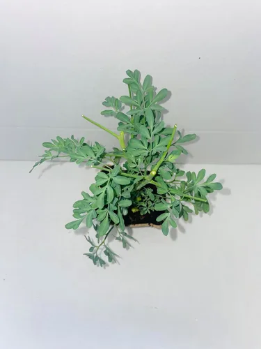 Vista 2 de Ruda/Rue - Planta completa con raíz en maceta de 4 pulgadas