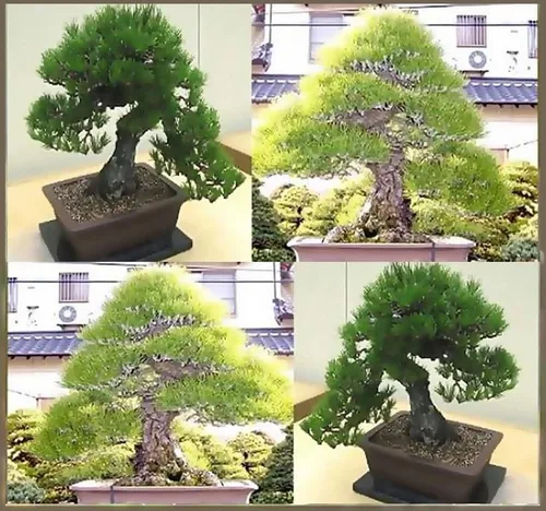 Vista 6 de Pinus thunbergii (pino negro japonés) Semillas de árbol, forma atractiva y características únicas, semillas de MySeeds.Co, elige