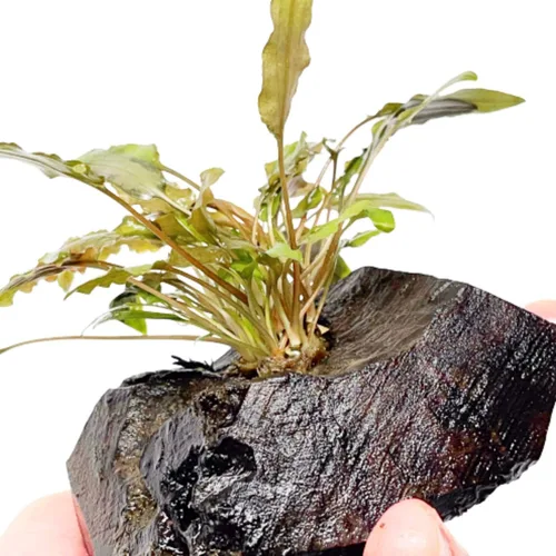 Vista 2 de Cryptocoryne Mioya On Driftwood Planta de acuario vivo Decoraciones tropicales de agua dulce