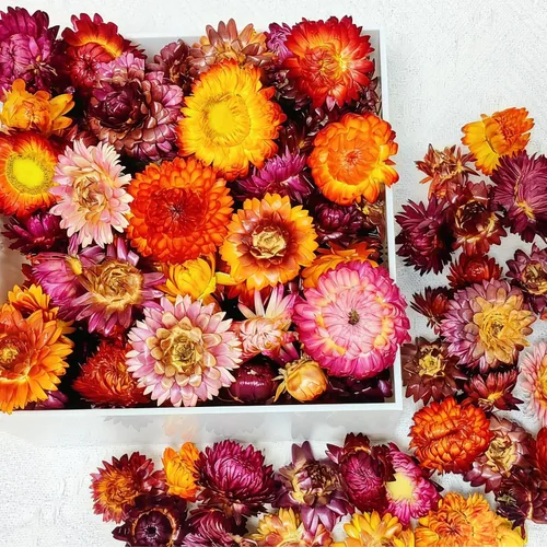 Vista 2 de 100 cabezas de margaritas secas naturales, suministros florales secos multicolores