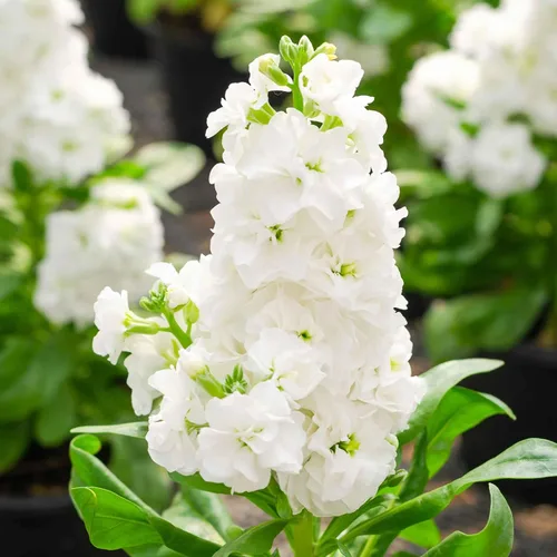 Vista 2 de Eden Brothers Semillas de Stock - White Goddess