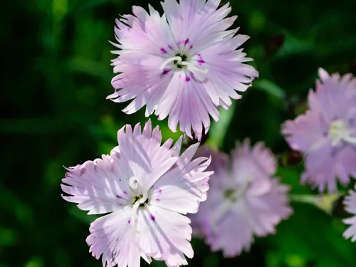 Vista 2 de Guardería Greenwood: Plantas Perennes Vivas - Rosa de Bath + Dianthus Gratianopolitanus - [Cantidad: 1x Maceta de Pinta]