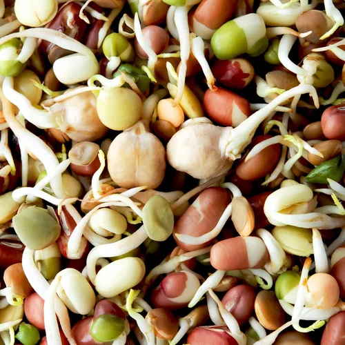 Vista 5 de Todd's Seeds - Mezcla de semillas de germinación de frijoles, guisantes verdes, frijoles Mung, adzuki, garbanzo - 1 libra