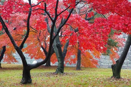 Vista 2 de 50 semillas de árbol de arce rojo Impresionantes hojas rojas