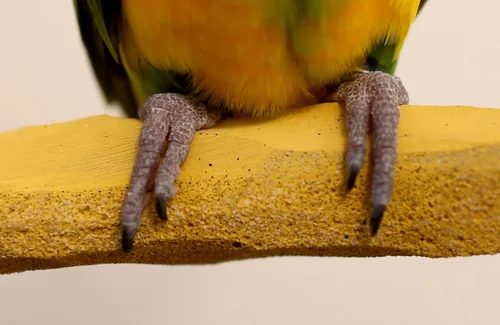 Vista 3 de Grooming Geo NU Perch® para loros gris africano, Amazonas, cacatúas, eclectos