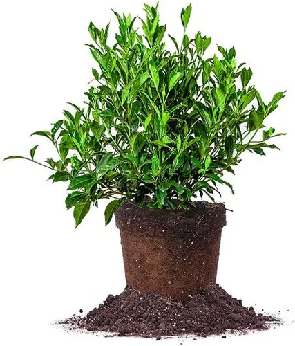 Vista 9 de Planta viva resistente a las heladas Gardenia de Perfect Plants, maceta de 1 galón Gardenia a prueba de heladas