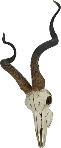 Vista 3 de Veronese Design Antílope africano Kudu colgante de pared de cráneo sintético, hecho de resina fundida en frío para una elegancia ética y detalles