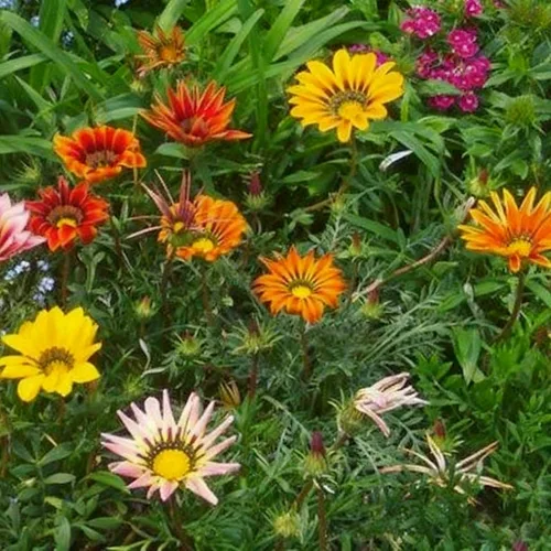 Vista 4 de Gazania - Semillas de margaritas para plantar, más de 100 semillas mixtas de Gazania, flor perenne, semillas de Gazania sin OMG para jardín y hogar