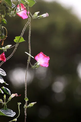 Vista 3 de Más de 50 semillas altas de gloria matutina mezcla de vid trepadora valla de flores jardín Estados Unidos flor vid perenne flores trepadoras