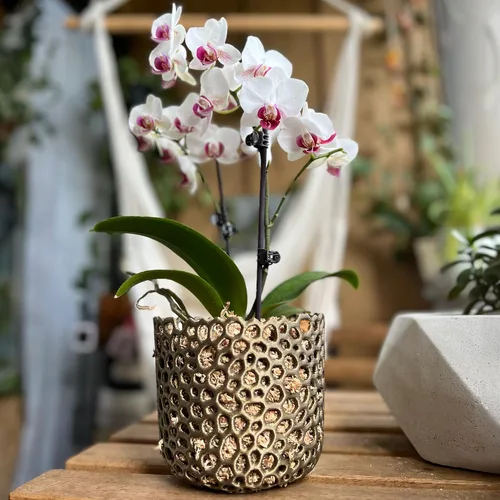 Vista 2 de Maceta cilíndrica de malla para orquídeas, maceta de orquídea, maceta de orquídea, maceta de orquídeas, maceta para plantas de aire, maceta