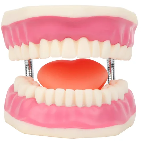 Vista 3 de Modelo de cepillado de dientes, 3 veces ampliado con cepillo gigante modelo de dientes de cuidado bucal, muelas del juicio, kit de dentista