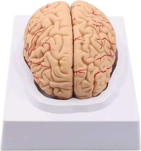 Vista 8 de Modelo de cerebro humano de anatomía 1:1 Modelo de cerebro anatómico Tamaño de la vida 8 piezas Modelo de anatomía para exhibición de enseñanza