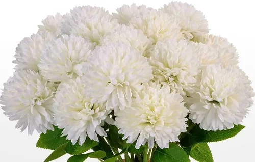 Vista 6 de 120 semillas de crisantemo auténtica araña china flor rara comestible té exótico flor blanca