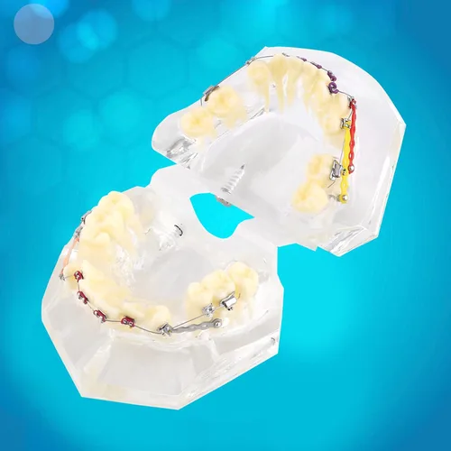 Vista 9 de Kits de cuidado bucal de demostración, modelo de dientes, herramientas de estudio con soporte de metal para enseñar herramientas de estudio