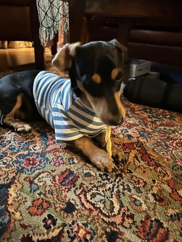 Vista 7 de Camisa de cuello alto para perro, lindo bordado de perrito, sudadera súper suave para perro, jersey elástico a rayas para cachorro, para gatos