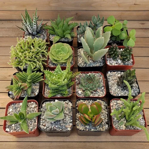 Vista 2 de Green Garden Suculentas de 2 pulgadas (paquete de 12) Cactus Suculentas Planta viva real