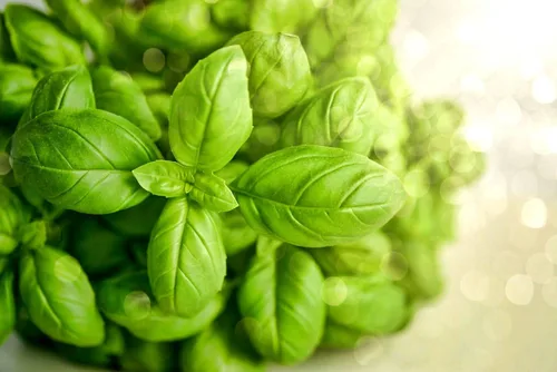 Vista 2 de Semillas de albahaca de hoja grande, más de 700 semillas para plantar sin OMG