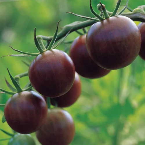 Vista 10 de Burpee Napa Grape - Semillas de tomates uva, 30 semillas