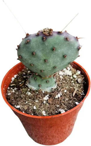 Vista 6 de Plantas de cactus suculentas vivas de USKC (maceta de 4 pulgadas) (Aptenia Cordifolia Variegata)