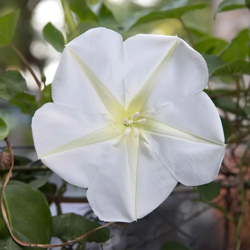 Vista 8 de Eden Brothers Morning Glory Seeds - Picotee azul, semillas sin OMG para plantar, 1 onza Semillas de flores de bajo mantenimiento, plantas durante