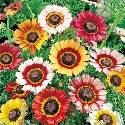 Vista 2 de Semillas de Margarita Pintadas - Chrysanthemum Carinatum, 5000 Seeds por Seeds2Go