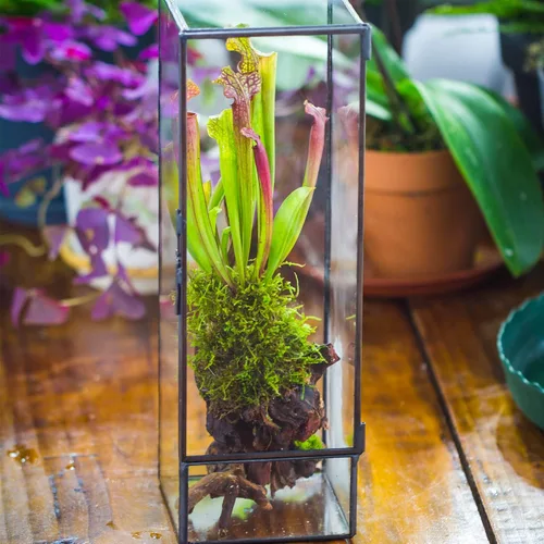 Vista 4 de NCYP Terrario de cristal cerrado con puerta, 3.9 x 3.9 x 11.8 pulgadas, maceta rectangular alta para helechos, plantas suculentas, decoración