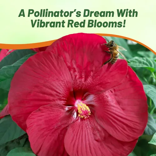Vista 7 de Outsidepride Luna Red Hibiscus Seeds - 10 semillas de flores perennes para plantar aptas para polinizadores, flores grandes y elegantes con follaje