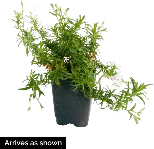 Vista 3 de Crimson Beauty Creeping Phlox - Planta de iniciación perenne de raíz desnuda con floración de raíz desnuda – 1 planta de inicio por oferta