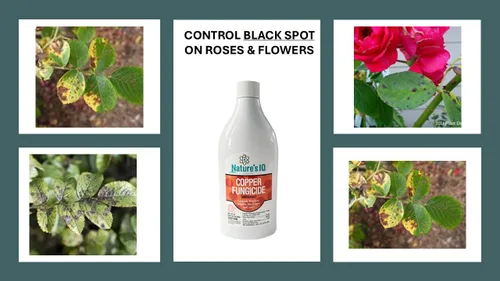 Vista 2 de Nature's IQ Fungicida de cobre. Controla el moho polvoriento, la mancha negra y el óxido. Para uso en rosas, flores, ornamentales, frutas, verduras