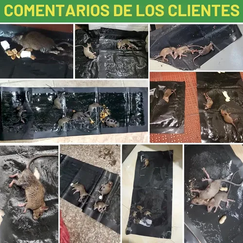 Vista 3 de Trampas de pegamento súper grandes para ratones, trampas adhesivas