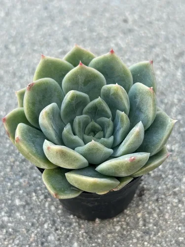 Vista 5 de Echeveria Alba Beauty Live Succulent Plant, 2 Inch Pot, Fully Rooted with Soil, Home and Office Decor or Gift
