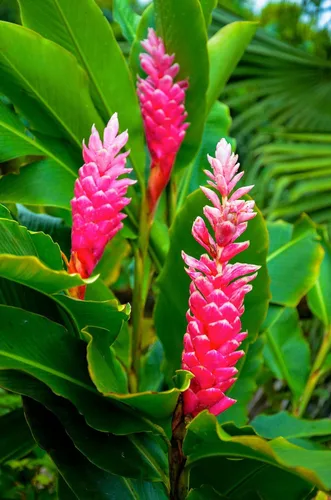 Vista 3 de Raíz de planta de jengibre rosa hawaiano - 1 paquete - 2 raíces pp Discount