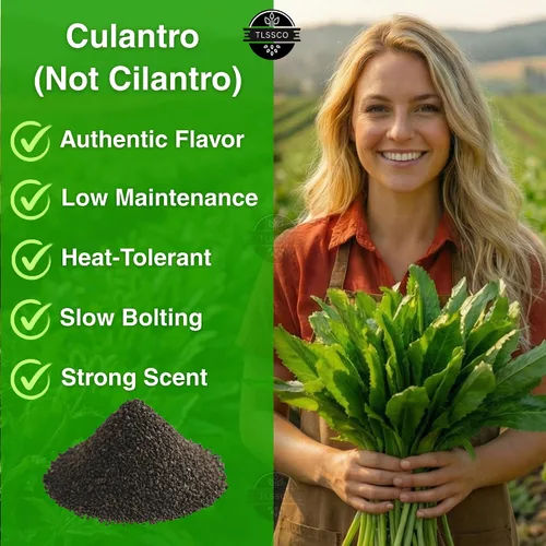 Vista 2 de 3049+ Semillas de culantro, semillas de hierbas tradicionales para plantar, empernado lento, alternativa de cilantro sabrosa, ideal para jardines