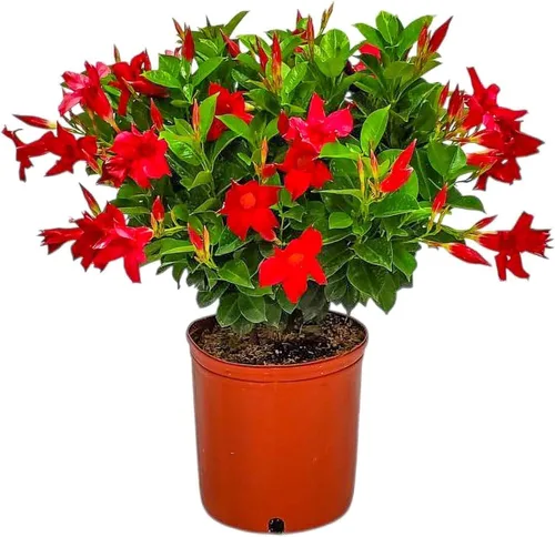 Vista 10 de Tropical Plants of Florida - Arbusto blanco de Dipladenia - Altura total de 14 pulgadas - Maceta de 6 pulgadas (1 galón) (solo planta)