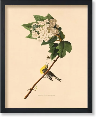 Vista 47 de Poster Master Póster Vintage de Titmouse Canadiense - Impresión Retro de Aves de América - Arte de Aves - Regalo para Hombres, Mujeres y Amantes