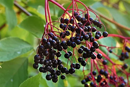 Vista 6 de Semillas de Gaea's Blessing - Semillas de saúco - Saúco negro americano tradicional - Semillas sin transgénicos con instrucciones de plantación