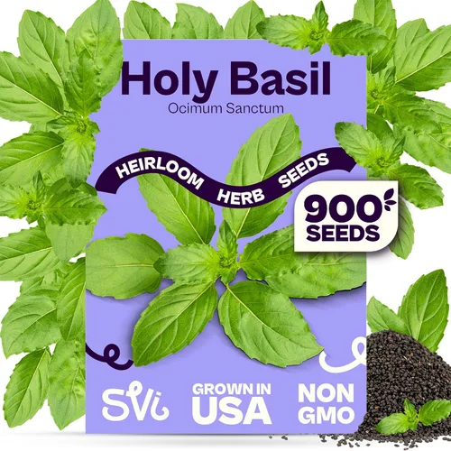 Vista 24 de SVI 2000 semillas de albahaca genovesa (Ocimum basilicum) - Paquetes de semillas de albahaca dulce - Semillas aromáticas de hierbas culinarias