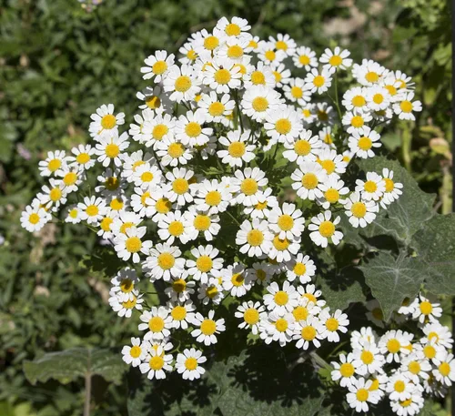 Vista 5 de Pyrethrum Daisy 50 semillas (crisantemo - Tanacetum cinerariifolium) reliquia - Polinizado abierto - Sin OMG - Semilla sin tratar
