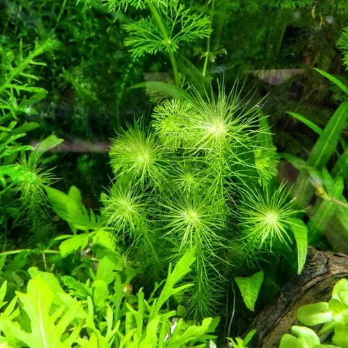Vista 2 de Mainam Mayaca Fluviatilis - Paquete de plantas de acuario vivas para decoración de pecera de agua dulce Plantas acuáticas 3 días garantizados